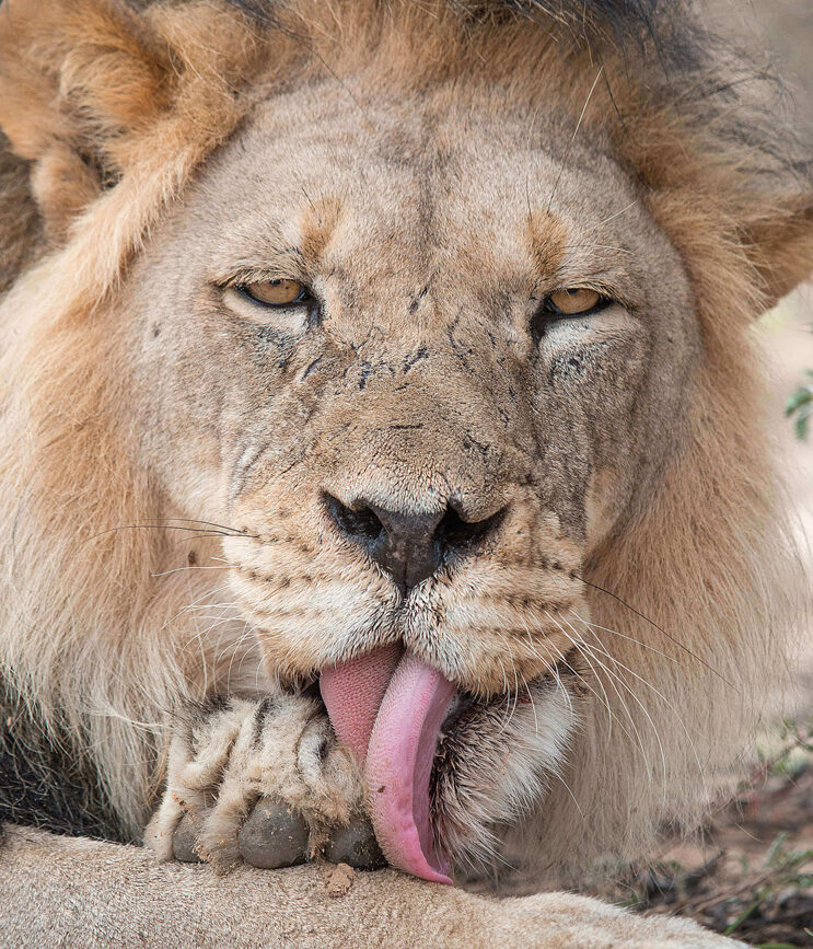 male-lion-licking