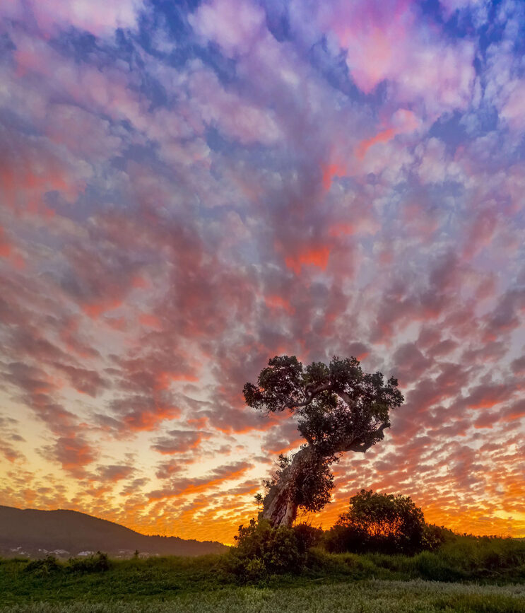scattered-susnet-knysna-point